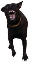 barking dog alarm