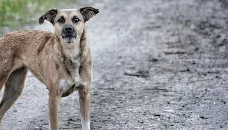 Defense Against Stray Dogs Defense Against Stray Dogs