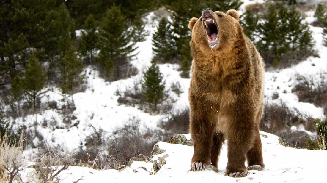 How to Use Bear SprayBear Spray