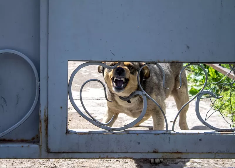 Ultrasonic Dog Repellent Ultrasonic Dog Repellent