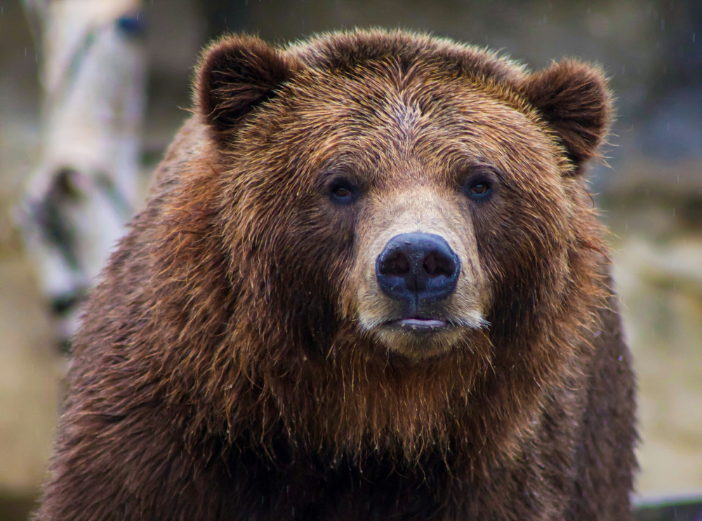 Bear Mace vs Pepper Spray