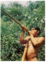 Indigenous Blowgun Use