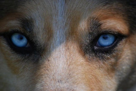 Dog's Eyes